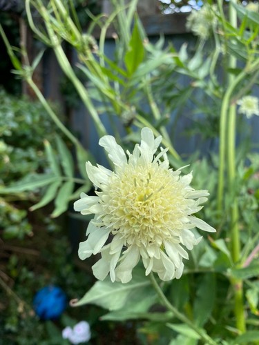 Giant scabious plant lemon - giant,