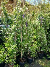 Scented star Jasmine plant EVERGREEN winter hardy white flowering 5L 1.7m tall