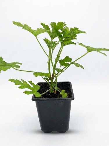 Pelargonium citronellum lemon - pelargonium, 'lemon
