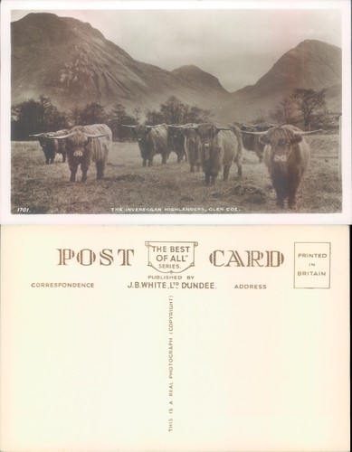 Highland cattle glen coe - glen,