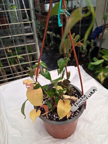 Fallopia multiflora high - fallopia,