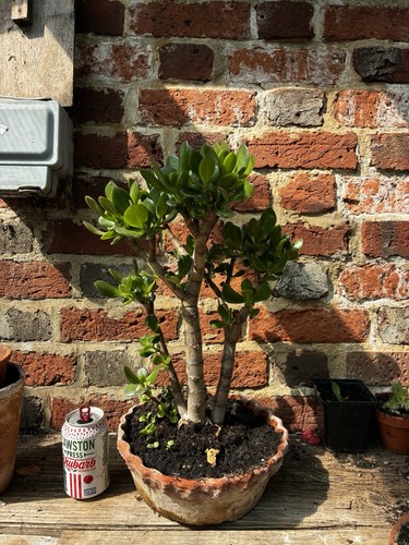 Crassula ovata money tree - ovata, 'money