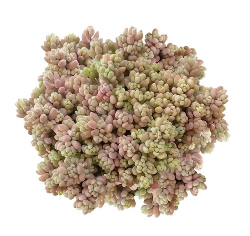 Hardy sedum rooted - hardy,