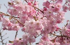 Prunus Accolade Cherry Blossom