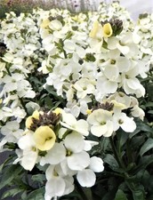 Wallflower Ivory White Plants
