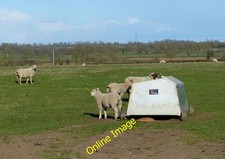 Photo 12x8 Sheep and creep feeder near Ashby Parva  c2013