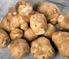ARTICHOKE TUBERS 20  x FOR