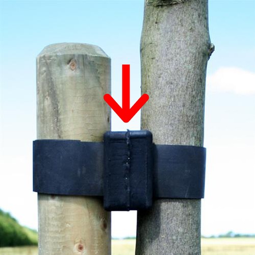 5cm rubber tree - 5, cushions