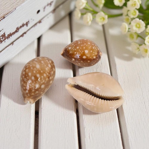 Vintage calf cowry shells - vintage,