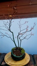 Japanese Maple Bonsai Forest (
