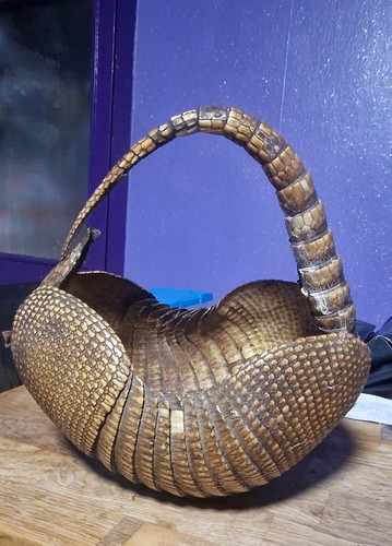 Genuine armadillo shell - armadillo,