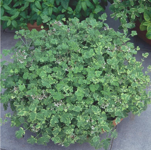 Scented pelargonium - scented,
