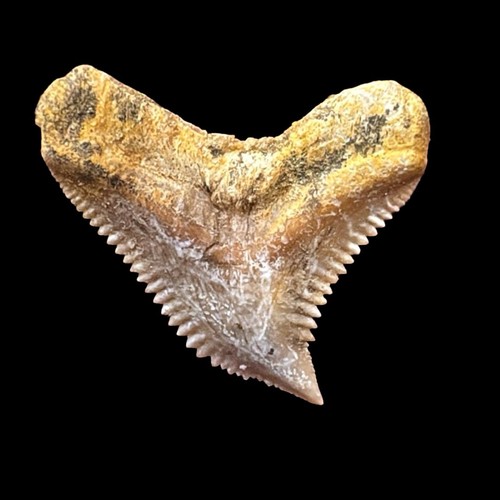 Authentic fossil tiger - fossil, shark
