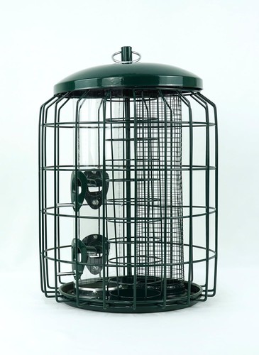 Squirrel proof bird - squirrel,
