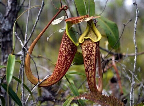 Nepenthes rafflesiana - nepenthes,