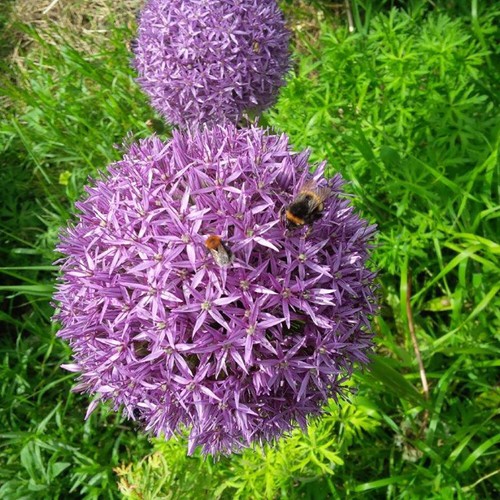 Purple allium christophii - purple,