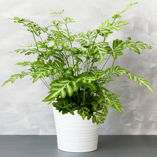 Pteris evergremiensis - 1,