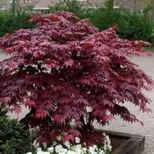 Acer palmatum