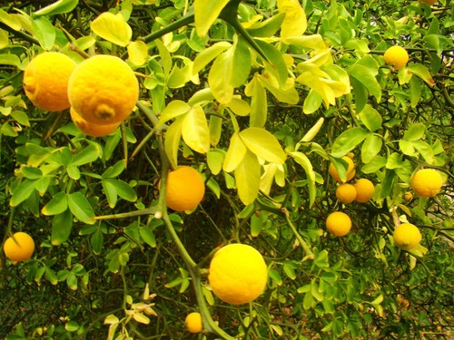 Hardy lemon bitter - hardy, orange