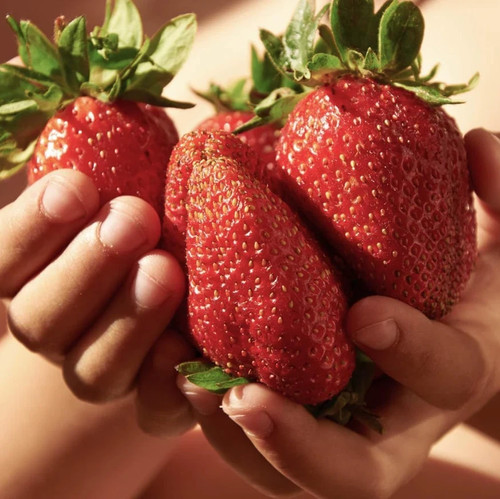 Strawberry plants giant - 12,