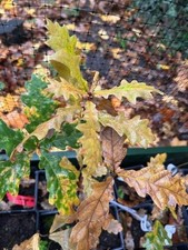 General Pulaski Oak tree, Oak