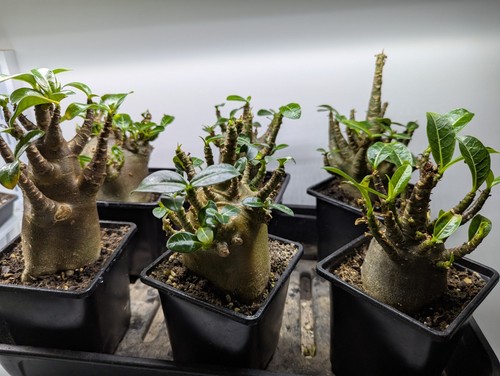 Adenium obesum arabicum - "obesum",