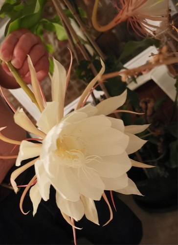 Epiphyllum orchid queen of - epiphyllum,