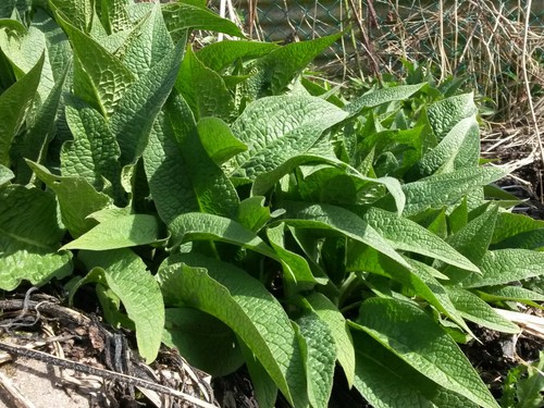 Comfrey plant non spreading - comfrey, non-spreading