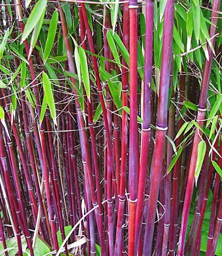 Siergras bamboo seeds - bamboo,