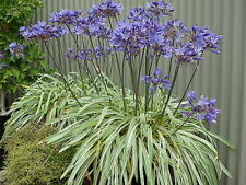 Agapanthus Gold Strike ® variegated leaves plant in 2 litre pot or bareroot.