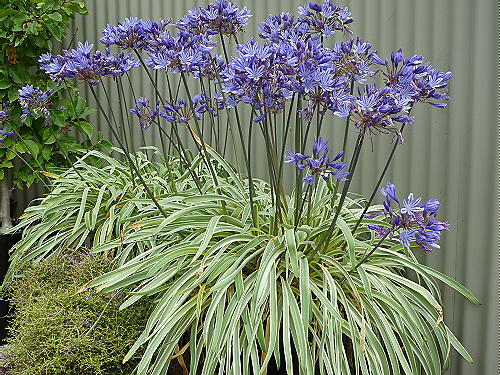 Agapanthus gold strike - agapanthus,