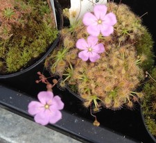 Drosera ericksoniae x