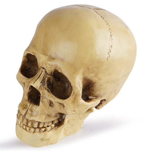 Lifesize realistic human - realistic,