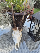 Mature roe deer  buck antlers