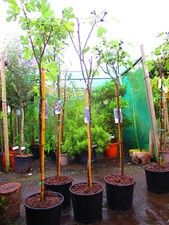 6ft inc. pot Hardy edible Fig