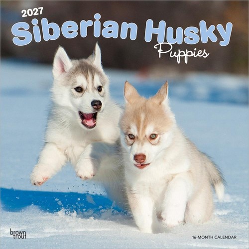 Siberian husky puppies 2027 - husky,