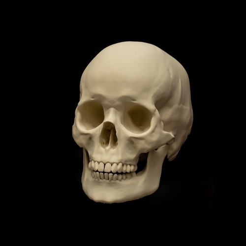 Human skull replica life - human,