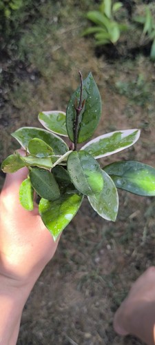 Hoya rooted plants - hoya,