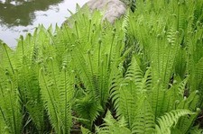 MATTEUCCIA STRUTHIOPTERIS