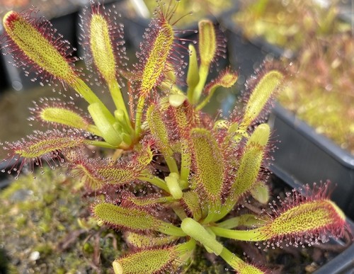 Drosera hercules - drosera, “hercules”