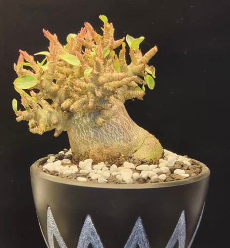 Adenium obesum wysiwyg garden - adenium,