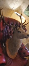 Stunning Victorian Huge Stags Head Bust,Taxidermy C1880