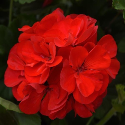 Geranium zonal sunrise - zonal, 'sunrise