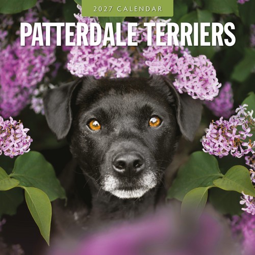 Patterdale terriers 2027 - patterdale,