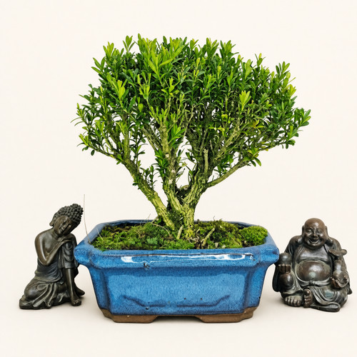 Boxwood - (buxus, harlandii)