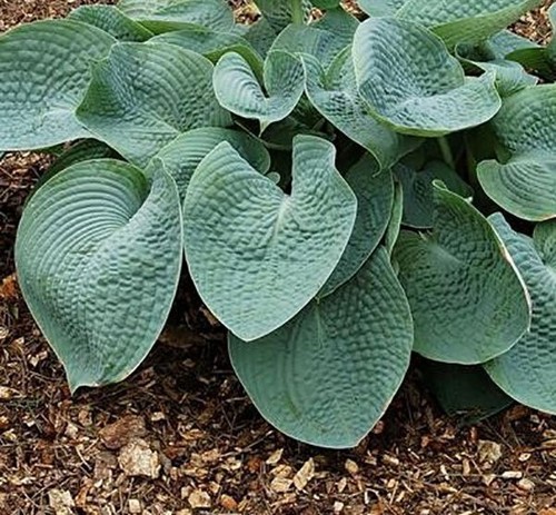 Hosta sieboldiana var - ., elegans