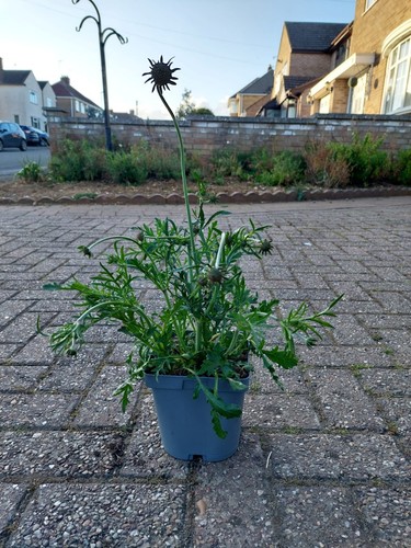 Scabious blue2l - scabious,
