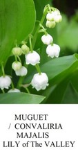 LILY of The VALLEY MUGUET de Mai CONVALLARIA MAJALIS Ground COVER Seed Seeds +