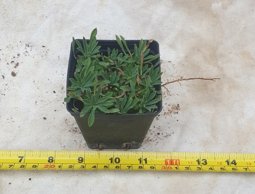 Euphorbia bupleurifolia - , x