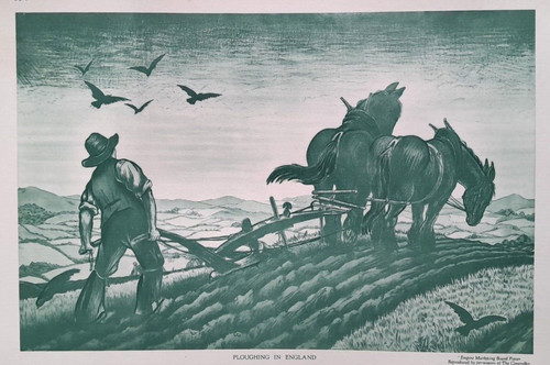 Horse plough farm farming - horse,